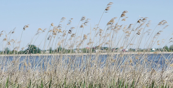 Wind Shakes Dry Sedge