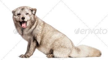 e fox, polar fox or snow fox, sitting, panting, isolated on white