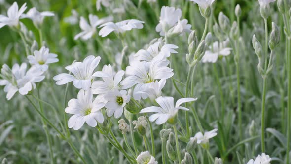 White flowers of Cerastium tomentosum is an ornamental plant of the Caryophyllaceae family.