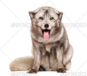 e fox, polar fox or snow fox, sitting, panting, isolated on white