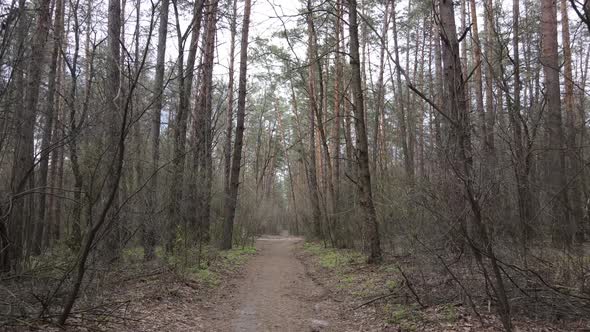 Aerial View of the Road Inside the Forest