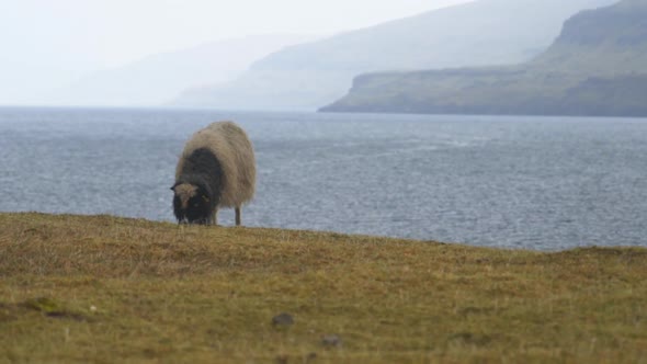 Sheep Grazing On Grass By Sea