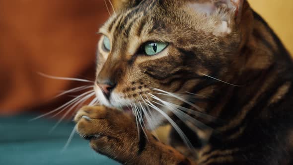 Bengal Cat Licking Paw Sitting on Sofa in Living Room