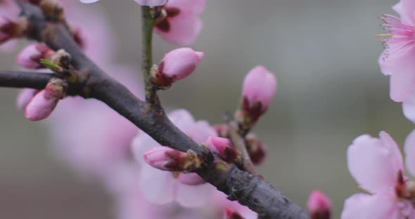 Blossoming peach tree branches. Spring peach garden. 4k. Close Up macro tracking