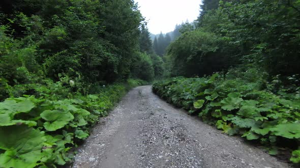 Fpv Aerial Fallowing Flying Shot Over a Country Road in the Misty Forest in the Mountain