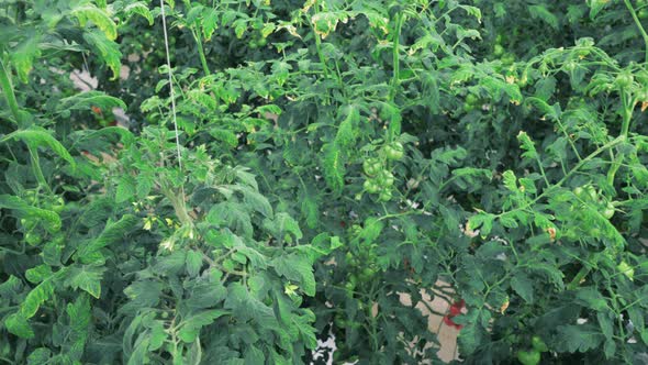 High Plants with Tomatoes in a Glasshouse