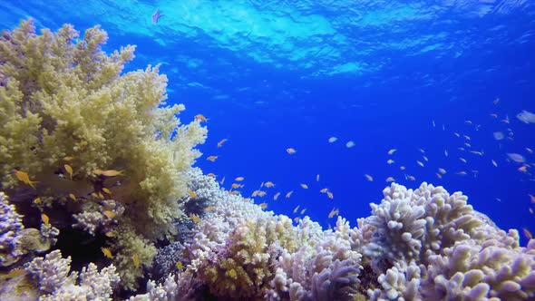 coral reef and fish