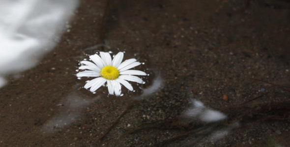 Flower On The Water Surface