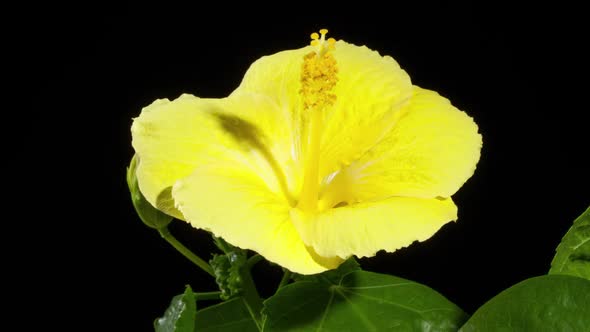 Time Lapse Flower Opening