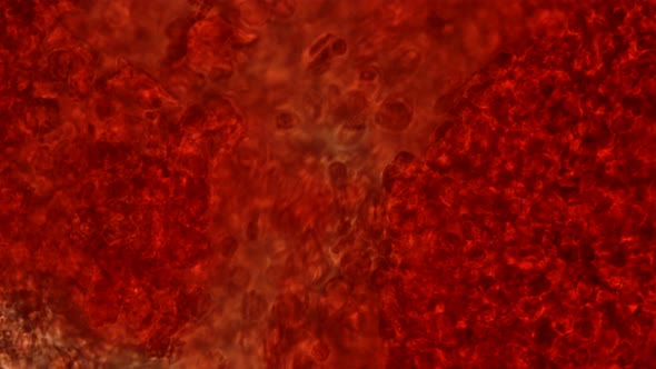 Blood Under a Microscope, the Movement of Red Blood Cells, Cells That Carry Oxygen Throughout the