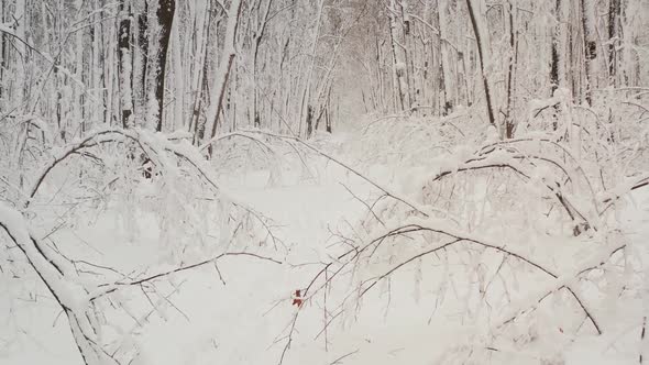 Snow covered trees in the forest, shot from a quadrocopter