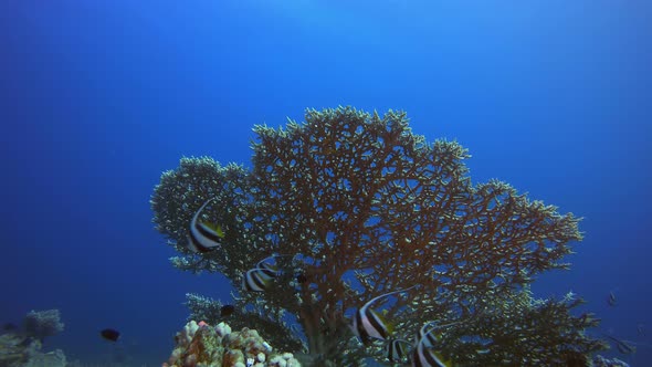 Underwater Colourful Scenery