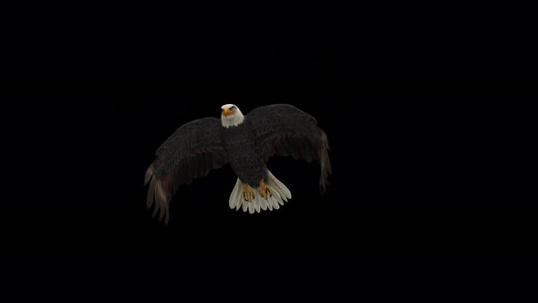 4K Eagle alt