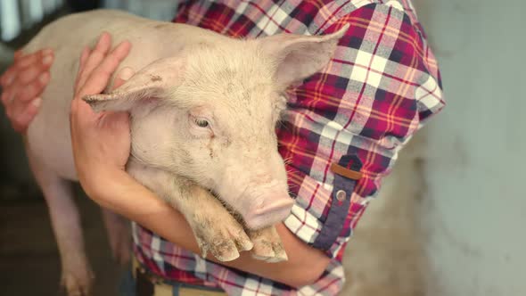 Cute Piggy Taking Comfort in the Arms of a Man