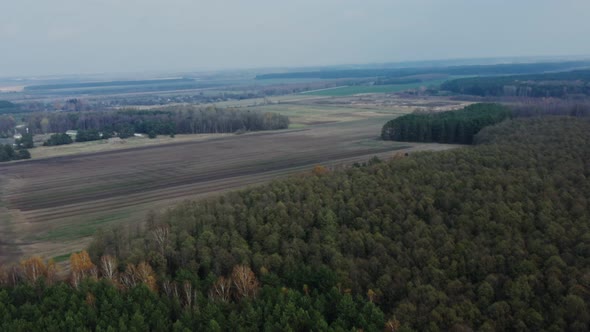 A Agricultural Field Surrounded By Coniferous Deciduous Forest on an Autumn Day