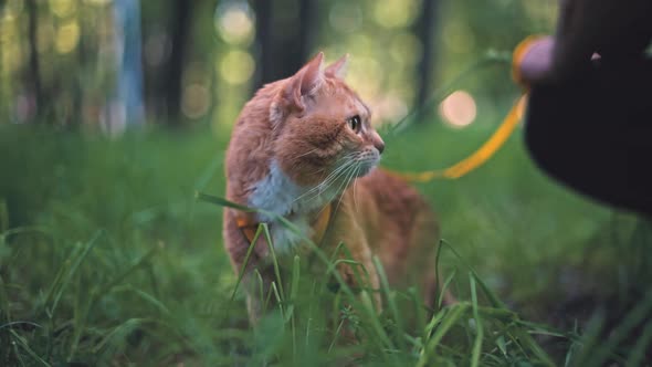 A beautiful ginger domestic cat walks in the park on tall grass on a harness. 