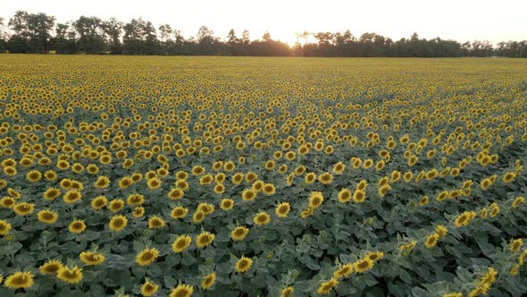 Summer Sunflowers at Sunset
