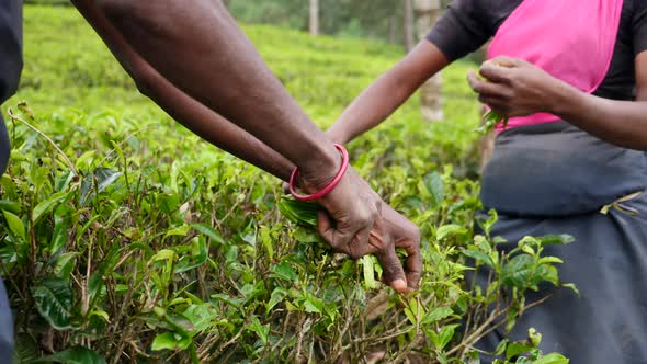 Sri Lankan Women In Sari Picking Tea Leaves At A Tea Plantation