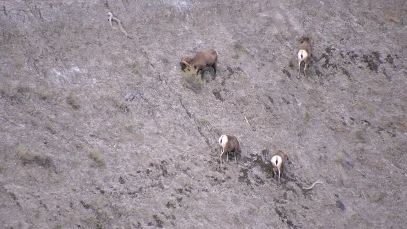 Four bighorn sheep digging and licking dirt on hillside