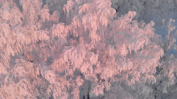 Frosty white forest view from the drone