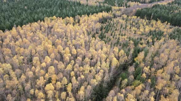 Cultivated forest patterns, autumnal winter trees scenery, aerial view