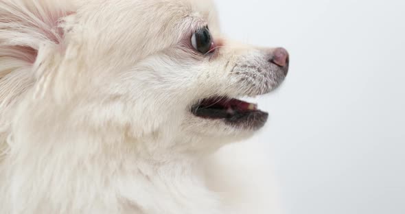 Angry White pomeranian dog