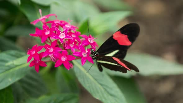 Butterfly World 01