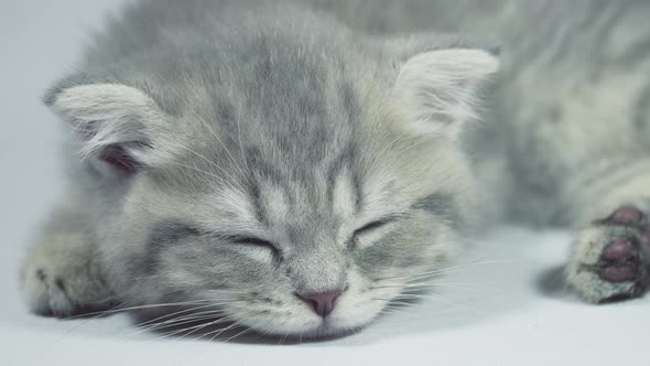 Funny Little Gray Fold Scottish Kitten Kitty Sleeping on