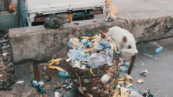 Stray Shabby Cats Eat Rotten Food From a Dirty Dumpster Poor Africa Zanzibar