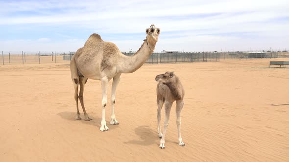 Camel's Family