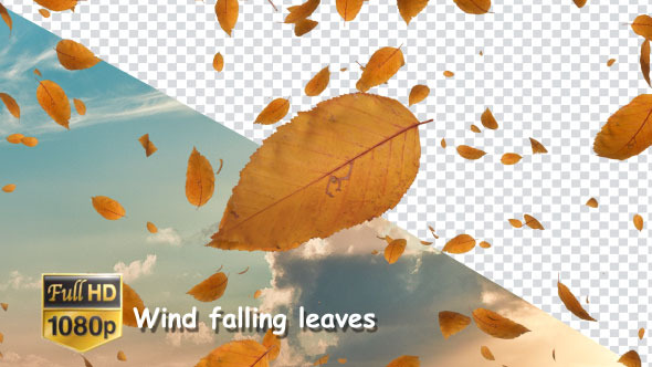 Wind Falling Leaves