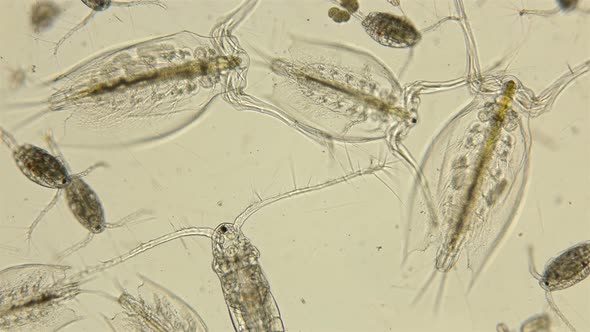 Zooplankton and Plankton of the Black Sea Under a Microscope, Species Diversity Crustaceans