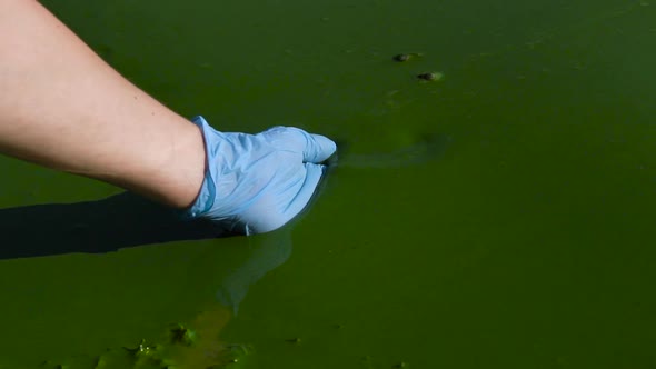 Hand in Glove Scooping Water in River Polluted with Green Algae