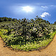 HDRI Hazelnut Plantations In The Pathway Between - 3DOcean Item for Sale