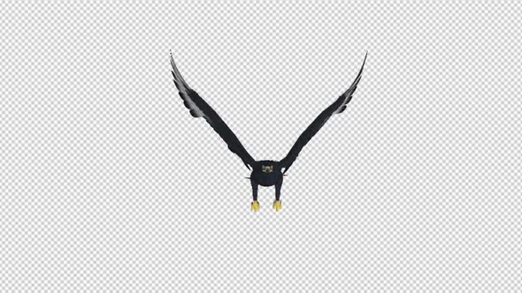 African Eagle - 4K Flying Loop - Front View alt