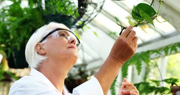 Female scientist checking plants