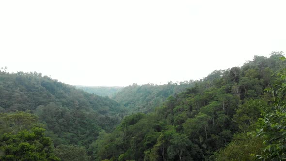 Aerial view over wet, rice terraces, between palm trees