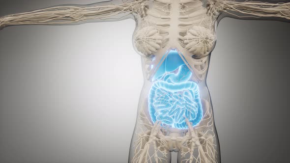 Human Digestive System Parts and Functions