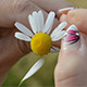 Picking Daisy Petals - VideoHive Item for Sale