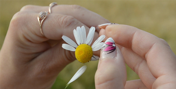 Picking Daisy Petals