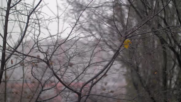  - Late Autumn Scene with Bare Trees and Falling Snow