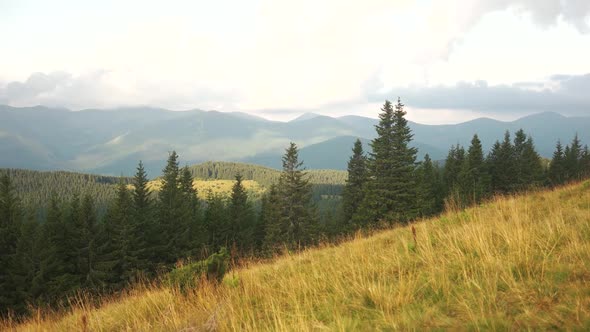 Peaceful Landscape of Wild Nature in Summer