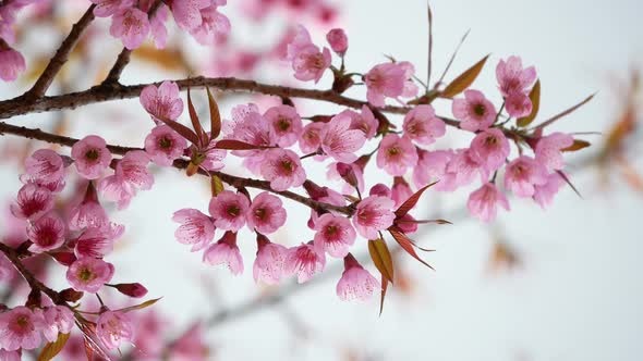 Cherry Blossom Tree in Spring