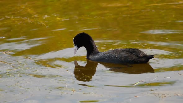 Coot Swimming in Pond