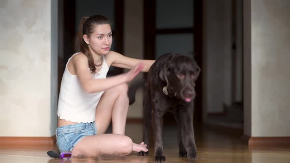 The girl hardly copes with a large strong dog, which needs to be combed out