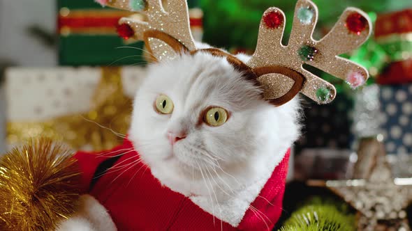 Portrait of Fluffy White Cat in Christmas Decoration  Deer Horns and Santa Claus Costume