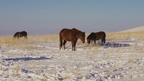 A Herd of Horses in Winter