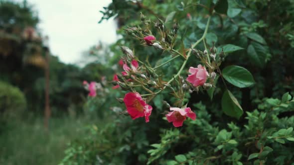 Lovely Pink Flowers.