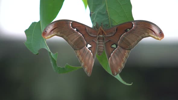 Beautiful Exotic Butterfly Sitting on Leaf Spreading Wings, Insects for Pets