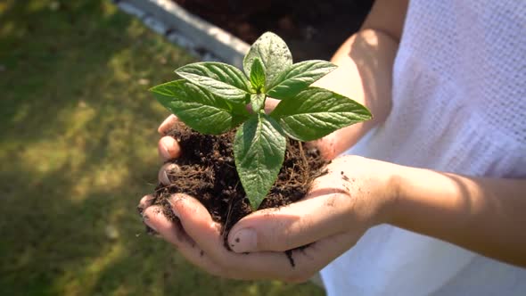 Woman Holding Plant Tree Sprout in Slow Motion